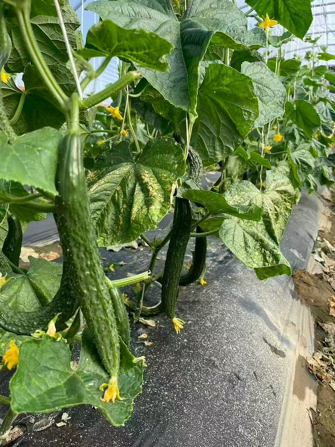 顶花带刺黄瓜